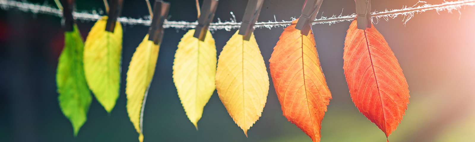 7 leaves in different color transitions hung with clothespins on a string against a green background. Words on bottom: embracing life transitions