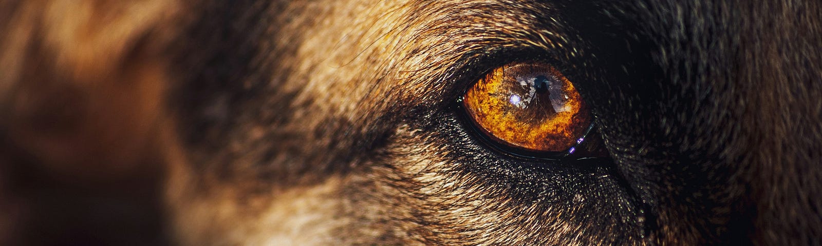 Close-up of a dog’s eye, brown and black short-coated dog.