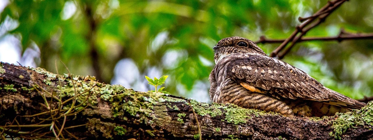 An Eastern Whippoorwill sitting comfortably on a tree branch.