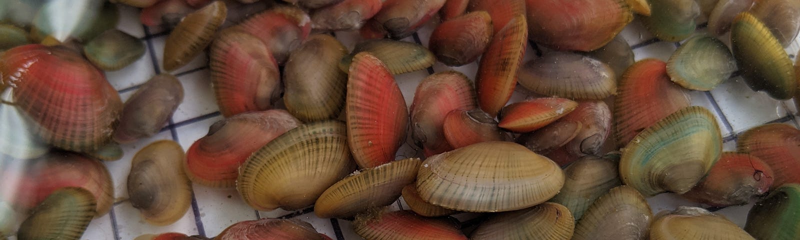 a container holding red, blue, purple and naturally colored mussels.