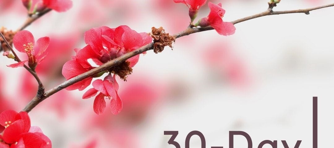 Cherry Blossoms, Pink Cherry Blossoms, 30-Day Challenges