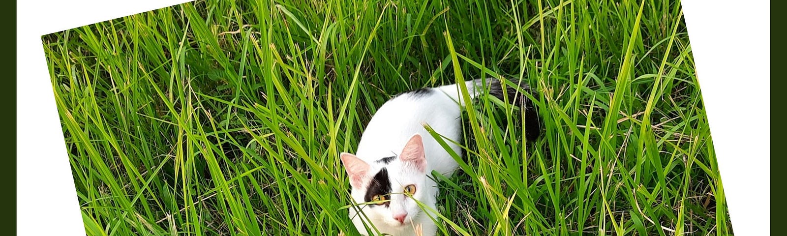 My cat Mini is playing hide and seek in the grass