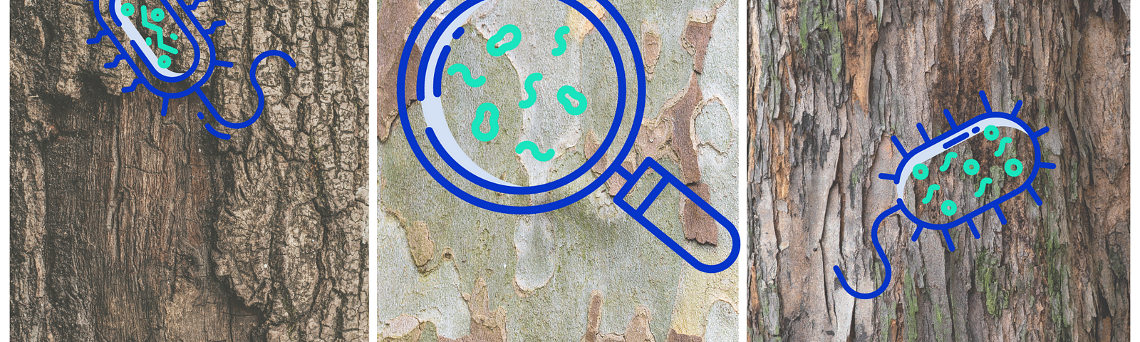 Three-panel illustration depicting close-up views of tree bark with superimposed illustrations of microbes. The left and right panels show tree bark with cartoon microbes, while the center panel features a magnifying glass focusing on microbial activity on tree bark, emphasizing the role of these microbes in methane removal from the atmosphere