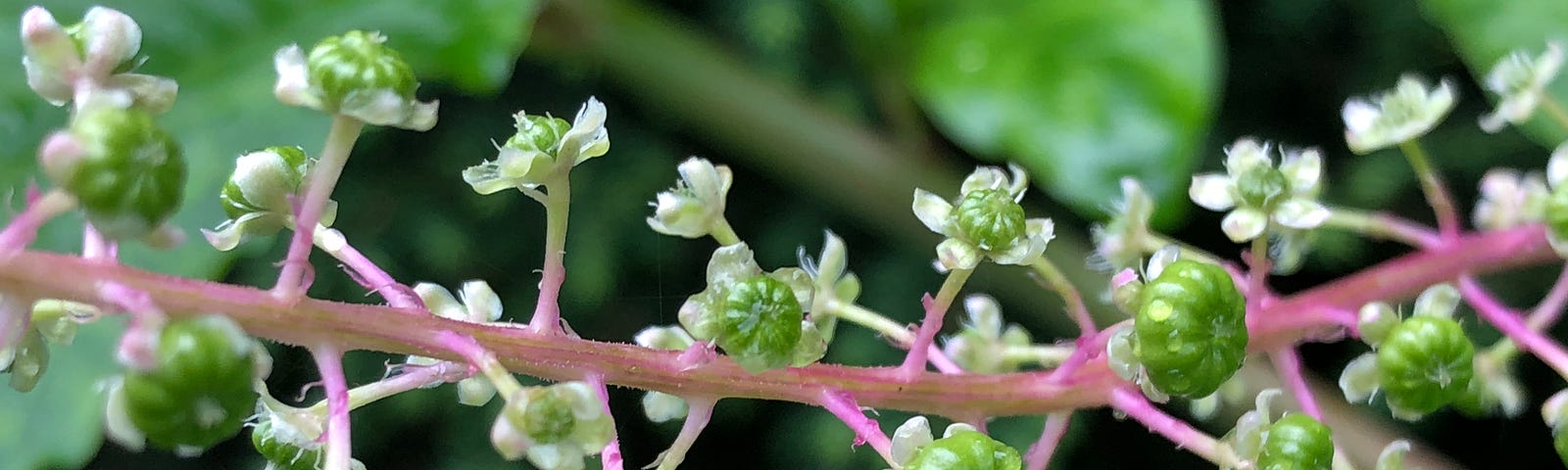 Pokeweed flower about to fruit.