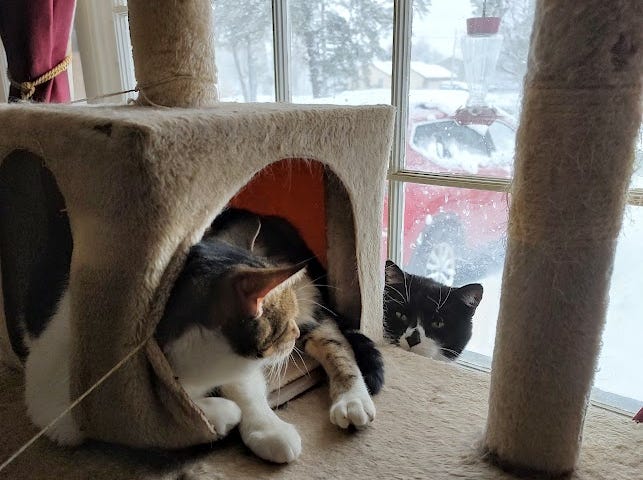 Our white kitty with grey tabby markings, Nugget, looks out the window at the snow as Bootsie, our tuxie in the window, looks back at Nugget