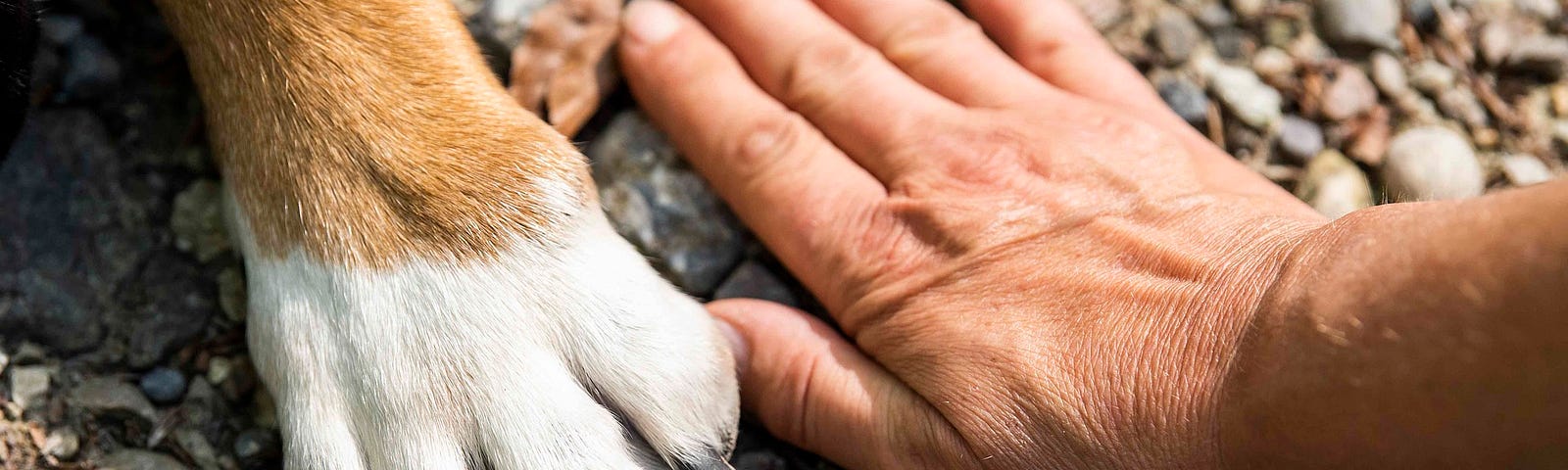 Dog paw and human hand touching stones