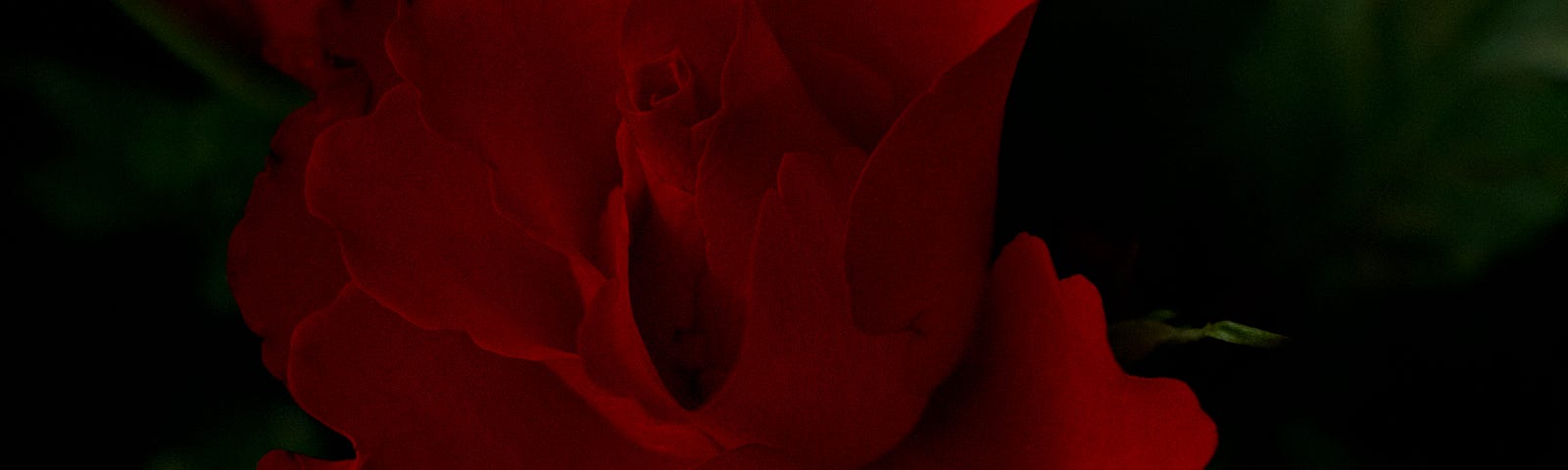 Photo of a red rose in evening light