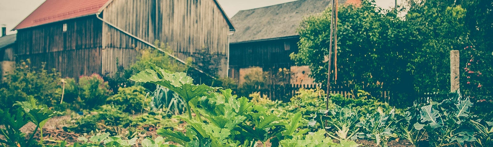 A vegetable garden outside a rundown home in the countryside