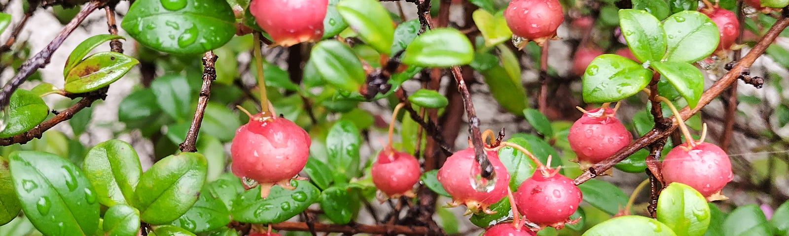 Chilean Guava berries in October, dripping with rain, plump and ready to pick, bright red berries and evergreen leaves.