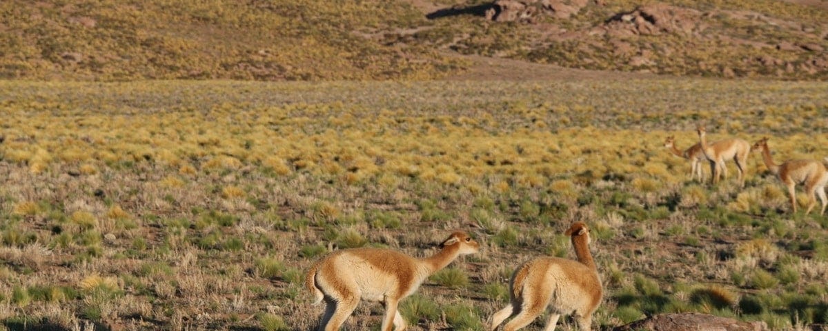 two vicuñas fighting