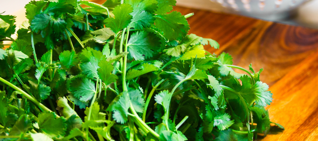 A bunch of cilantro on a cuttin gboard in the kitchen.