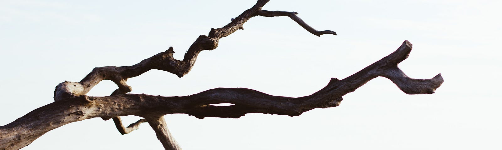 A Brittle Branch — Photo by Zach Reiner on Unsplash