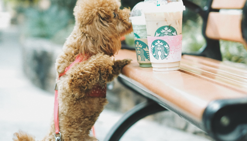 dog standing on hind legs trying to get starbucks coffee from the park bench