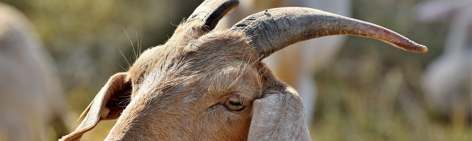 A tan goat with two horns standing on a hillside.