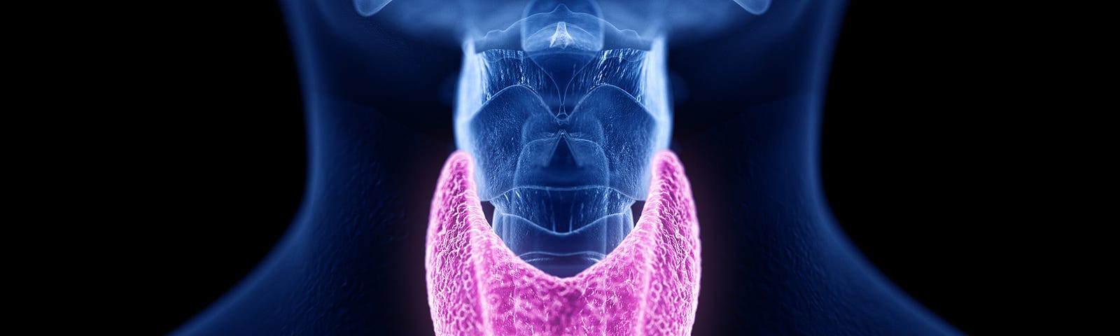 3d picture of the thyroid gland.