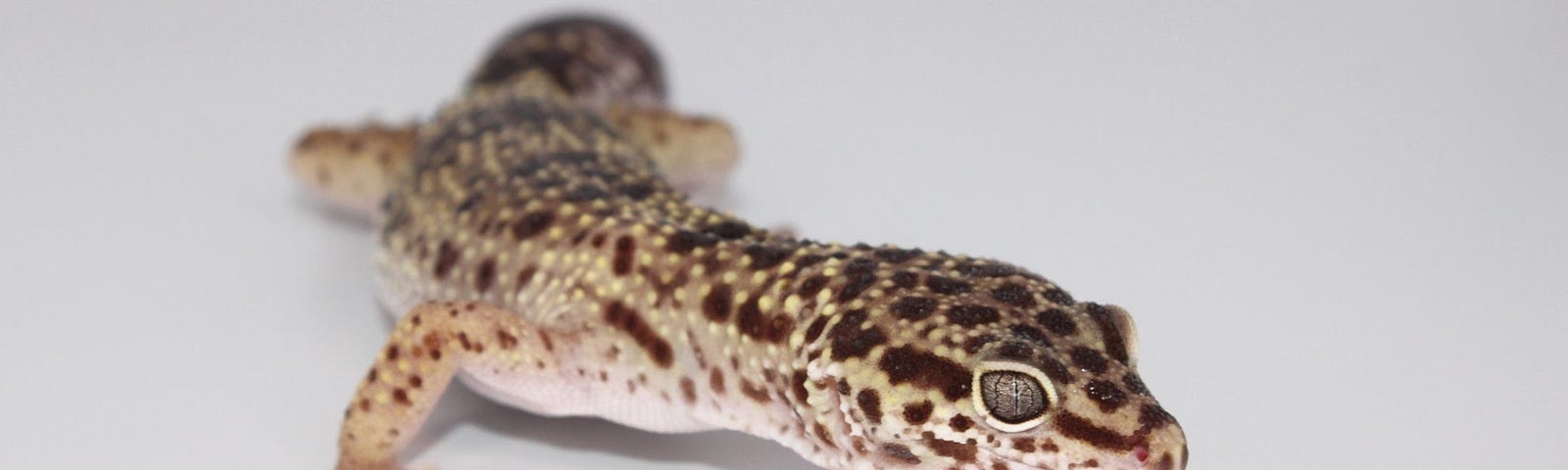 A yellow and black leopard gecko stands against a white background.