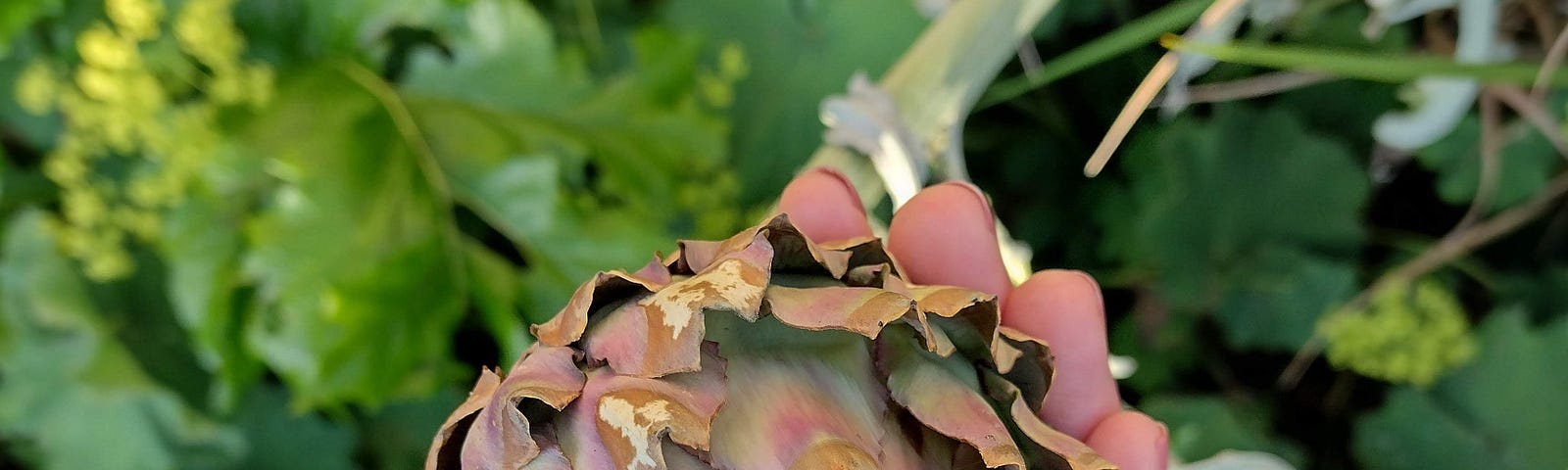 Artichoke in the palm of a hand. In the background is some green foliage.