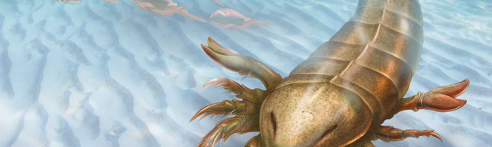 A reconstruction of Pentecopterus, the earliest known eurypterid. The family to which Pentecopterus belongs, the Megalograptidae, was the first truly successful eurypterid group