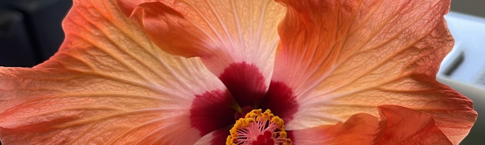 Home blooms where it’s planted. Image of an orange hibiscus flower.