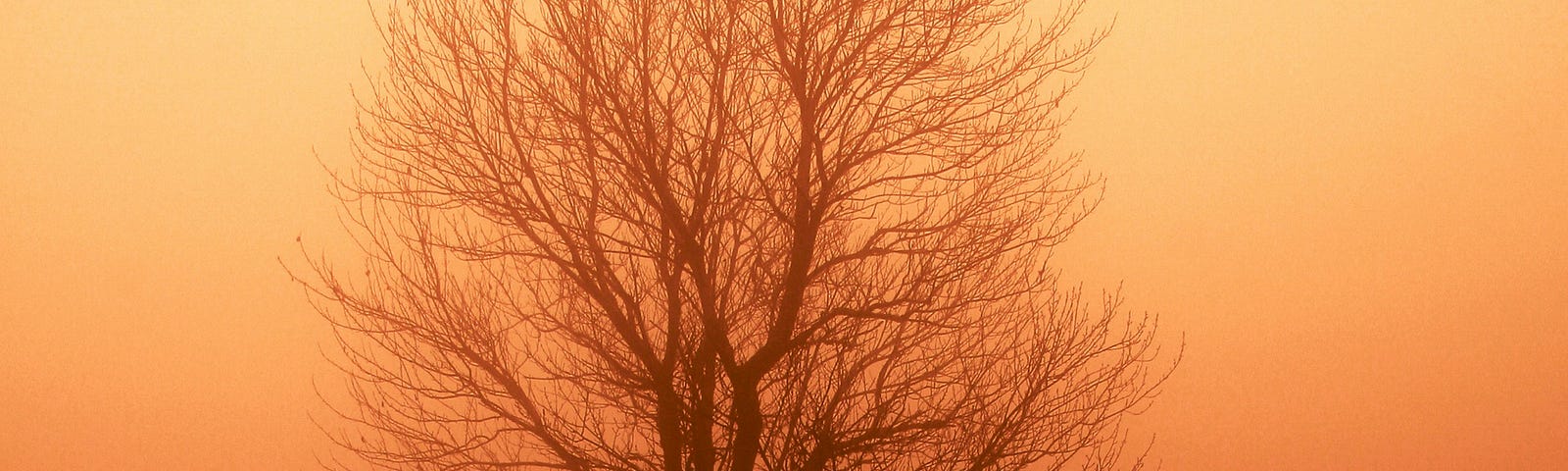 A barren tree and a man beneath it, silhouetted against a red-to-gold sunset