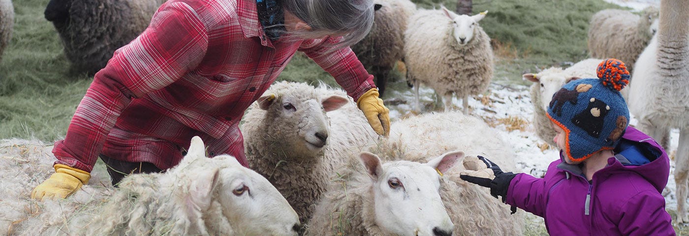 Four sheep with thick fur wool, slightly smiling. A faceless woman in a red plaid coat and yellow mittens pets one of them while a faceless young child in a magenta padded jacket, black mittens, and wool hat pets another.