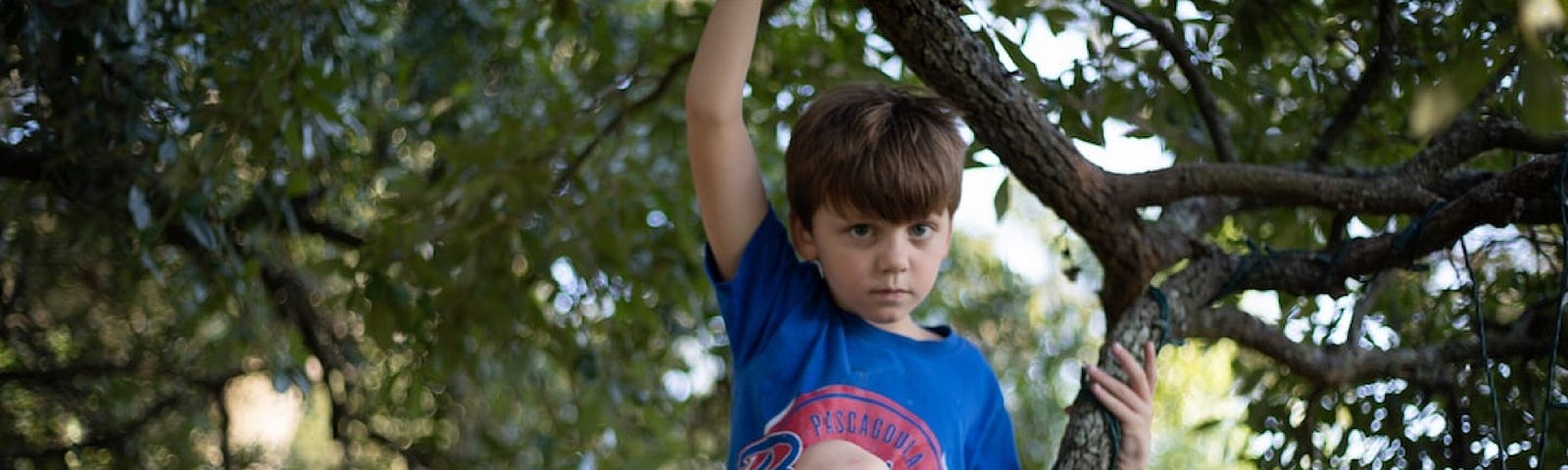 A young boy in blue t-shirt and grey pants sits looking outwards from a branch of a backlit, shady tree.