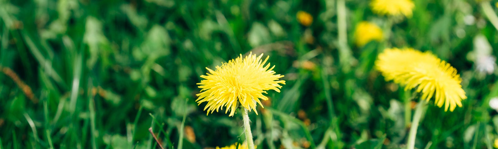 A close up of bright yellow dandelions growing in long green grass.