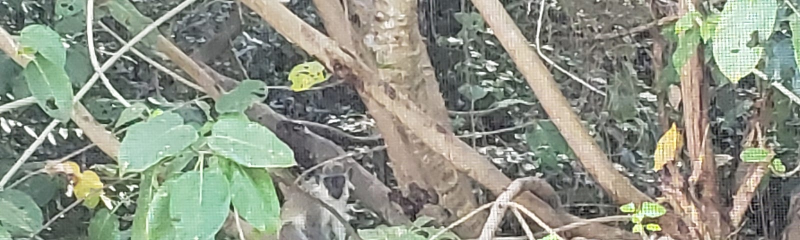 Small grey and black monkey hiding in a tree