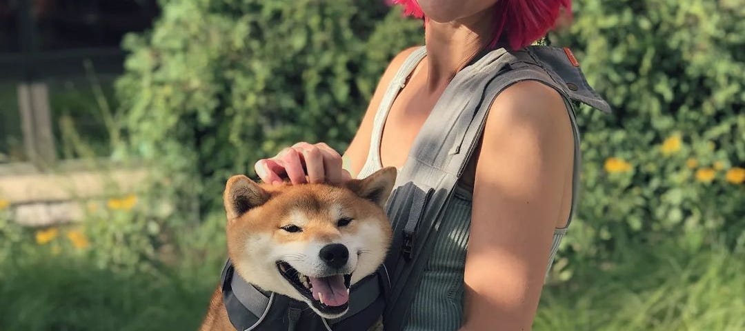 A red and cream Shiba Inu being held in a sling by a woman smiling at the camera with bright pink hair and dark sunglasses on.