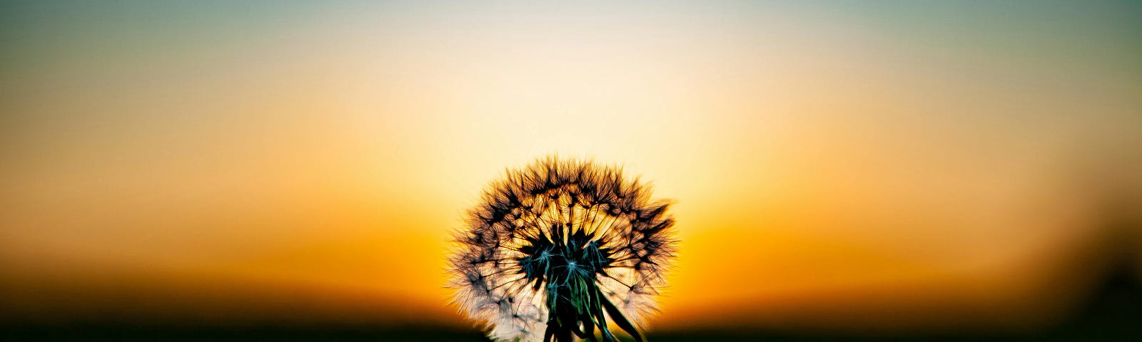 Image of a fluffy sow thistle against an evening sky