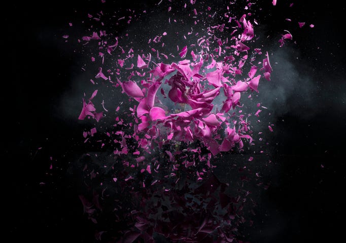 Pink flower exploding on black background