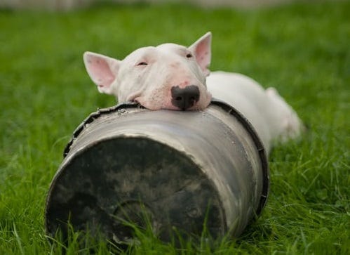 White English Bull Terrier chewing a metal bucket rim