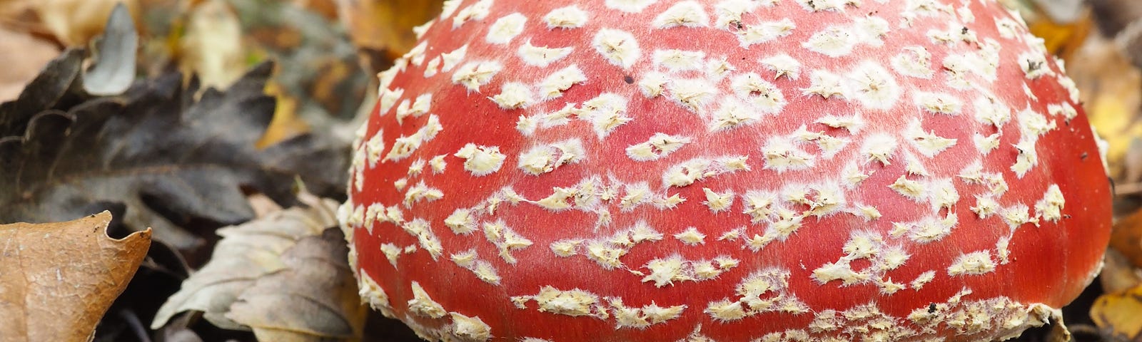 Fly agaric fungus with red cap covered in white spots