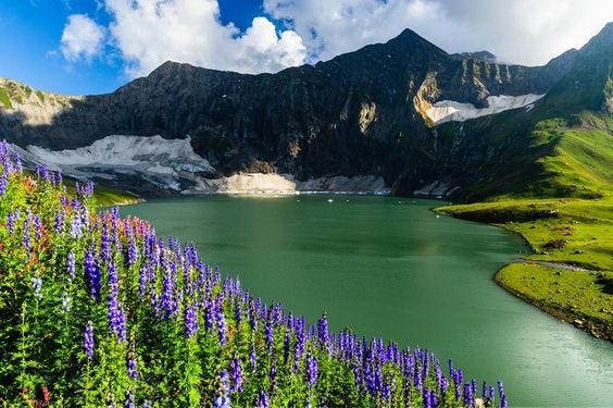 Wildflowers in the Kashmir Valley