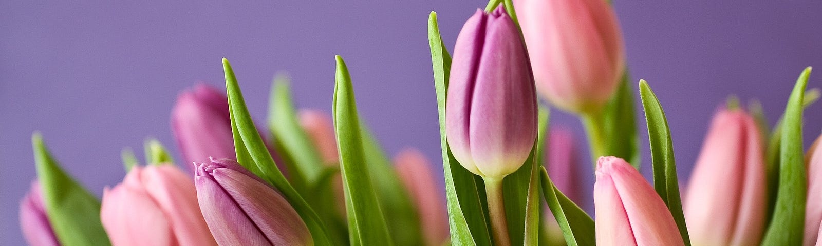 A close up of pink tulips.