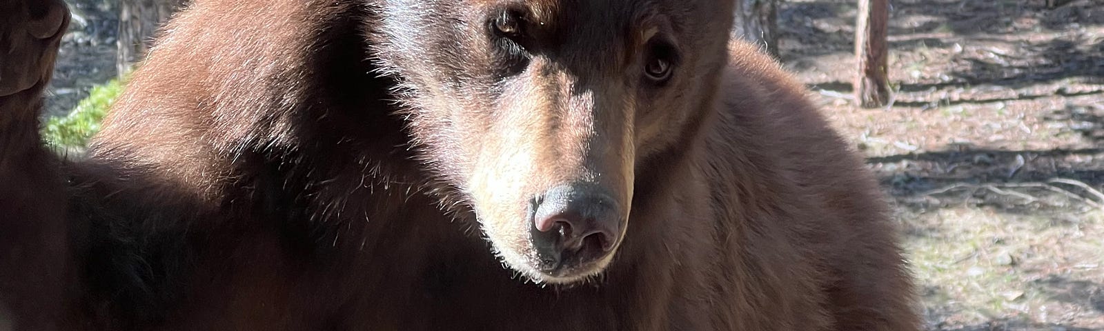 Bruin perched on deck railing reaching for bird feeder.