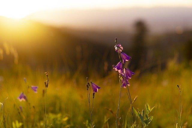 Purlpe flowers in golden grass, early moring sunlight in the background.