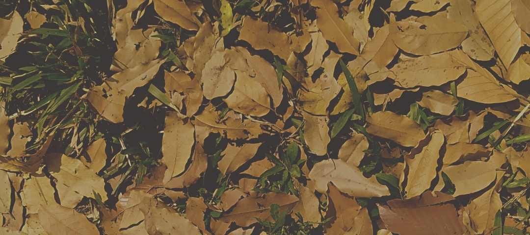 Fallen leaves, a pair of shoes