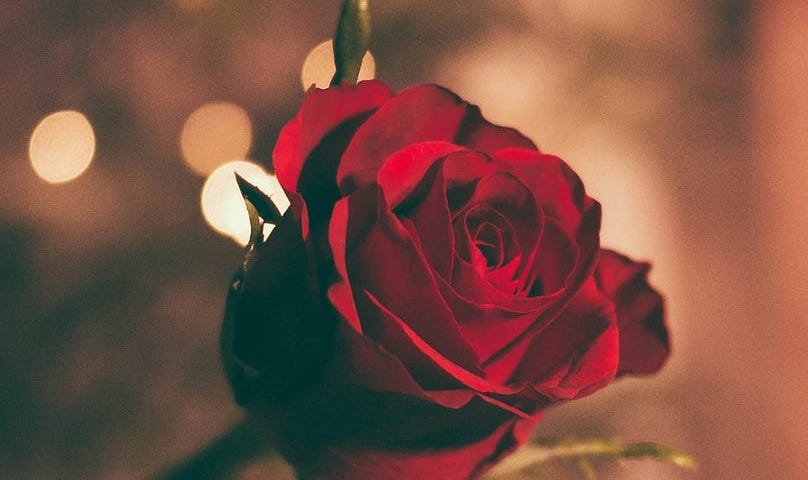 Close up image of a red rose