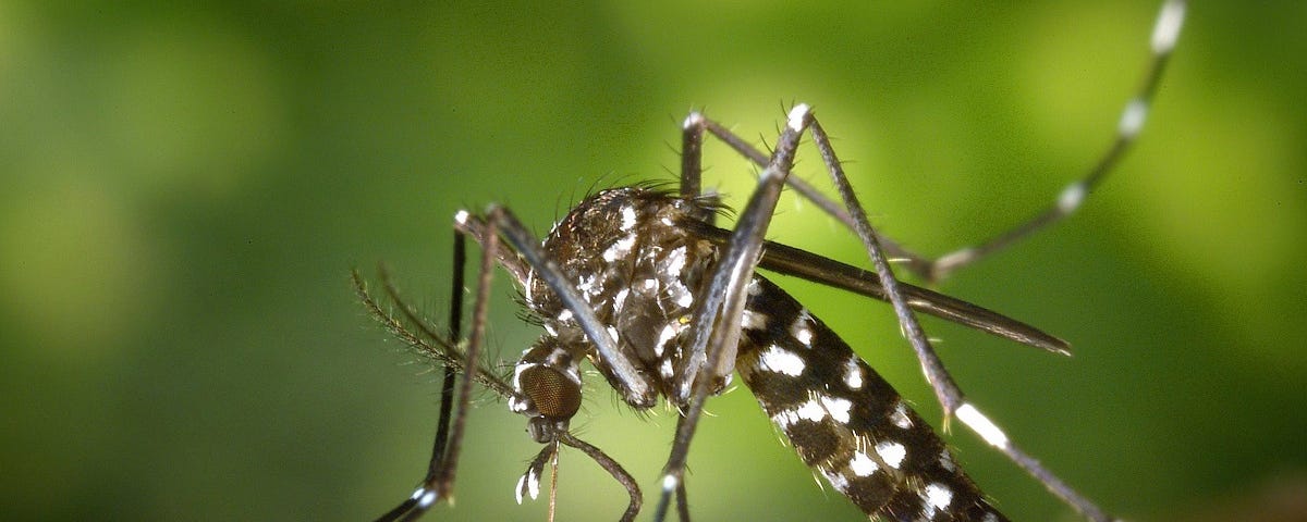 A close-up of a mosquito.