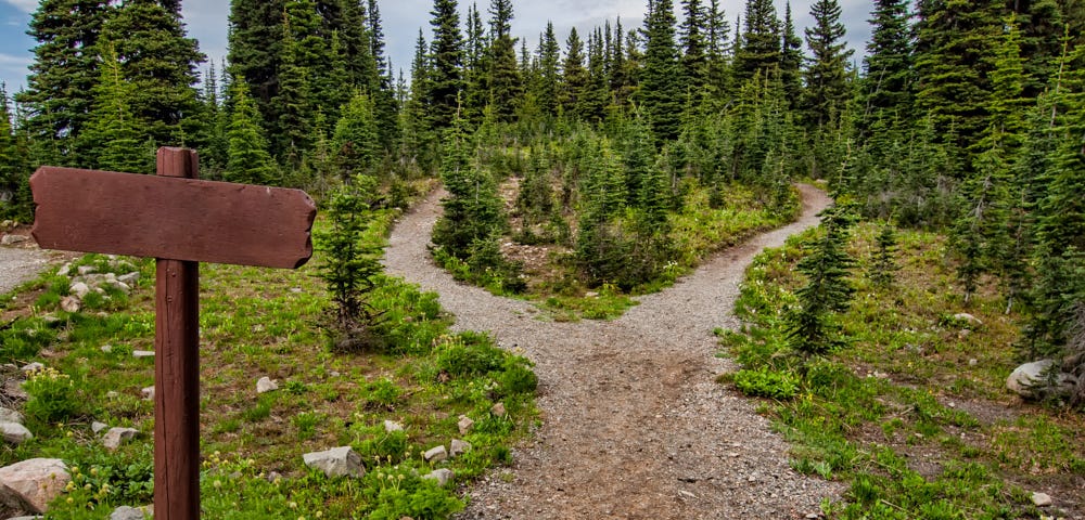 Forest path going two directions