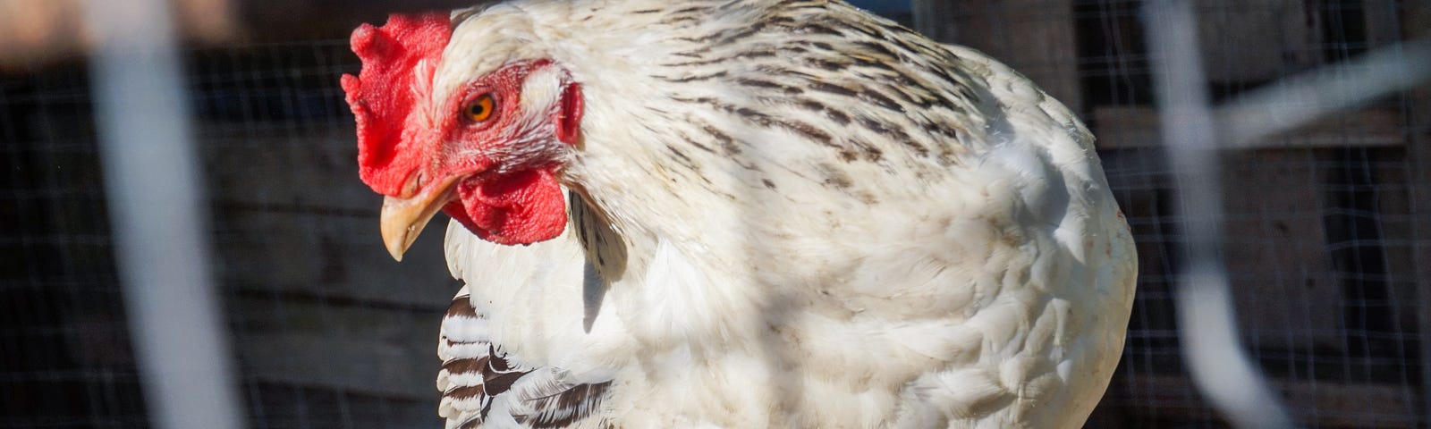 chicken in cage