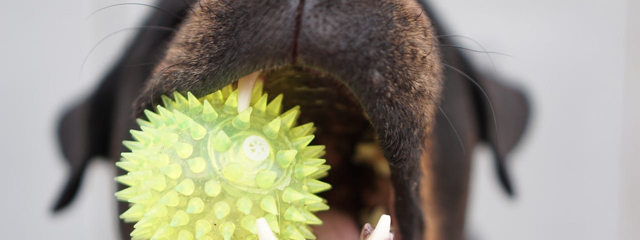 a dog chewing with a ball