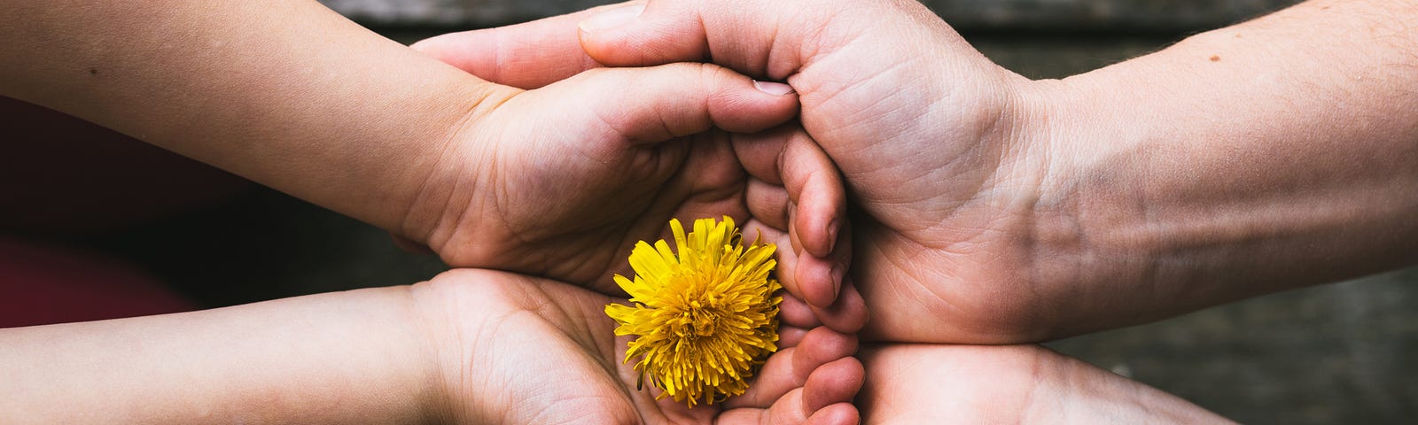 A parent holds the hands of their child inside their own. At the center is a single yellow daisy.