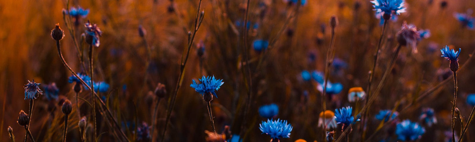 Blue chicory wildflowers growing in a field.