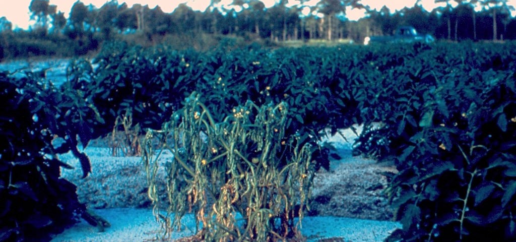 Tomato plant wilting due to Ralstonia solanacearum