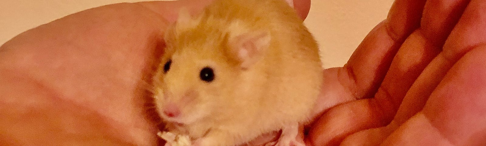 A photo of a mouse in a man’s hand. The mouse is sitting calmly looking around. Its tale curves over the back of the man’s thumb. Its front paws seem to be holding something small.