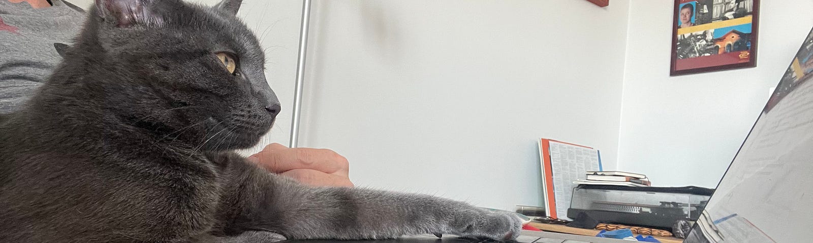 A small grey cat sits in a human’s lap and seems to be typing onto a laptop computer, in front of her on the human’s lap