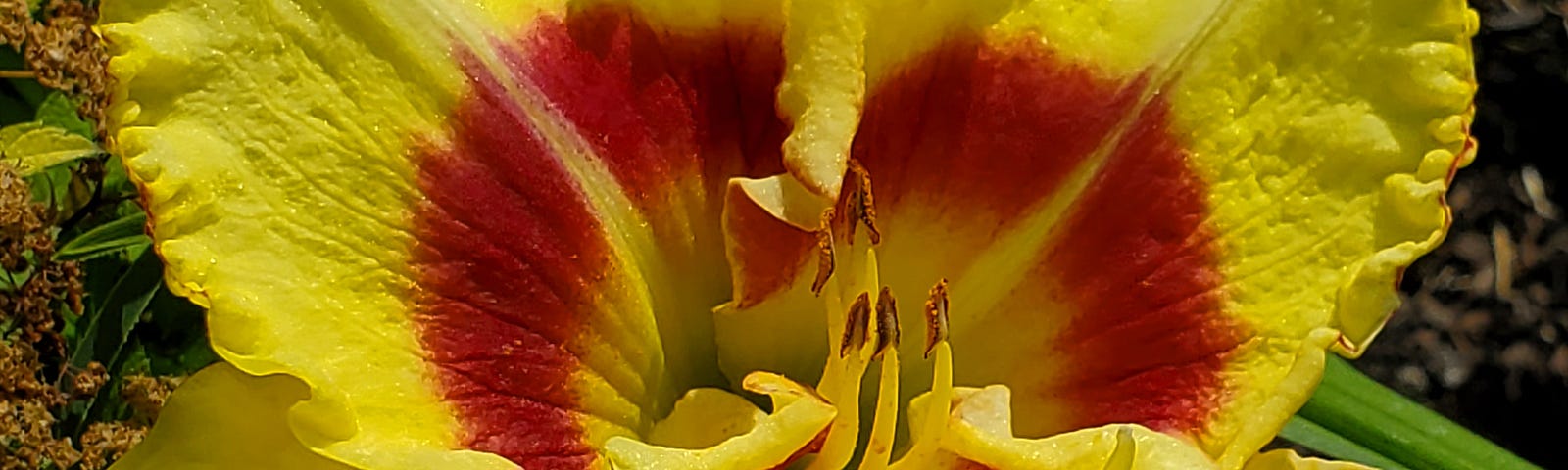 Large yellow daylily with red accents