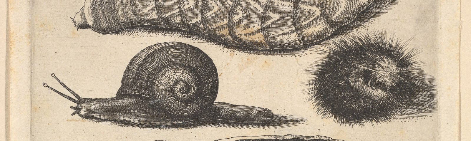 An etching of a fat caterpillar with patterned skin above, two hairy caterpillars, a snail on left and caterpillar with dotted skin moving to left below.